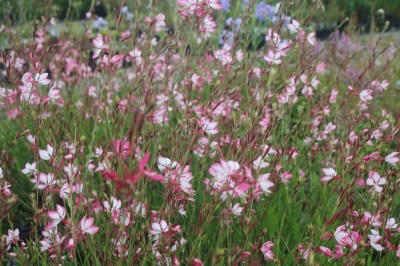 gaura_lindheimerii_rosyjane