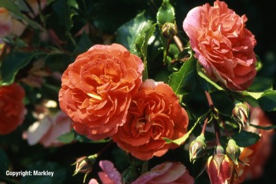 Rosa 'Gebrüder Grimm' -R-