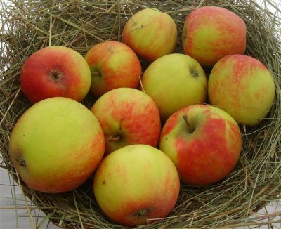 Malus 'Geheimrat Dr. Oldenburg'