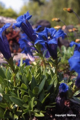 Gentiana acaulis