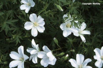 Geranium sanguineum 'Album'