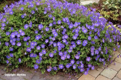 Geranium wallichianum 'Rozanne'