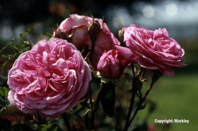 Rosa 'Gertrude Jekyll'  - R -