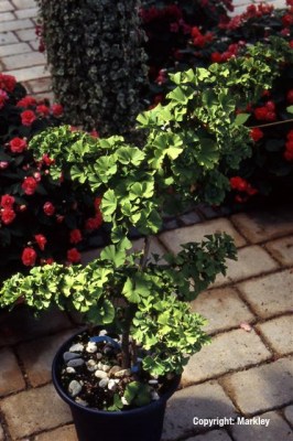 Ginkgo biloba 'Troll'