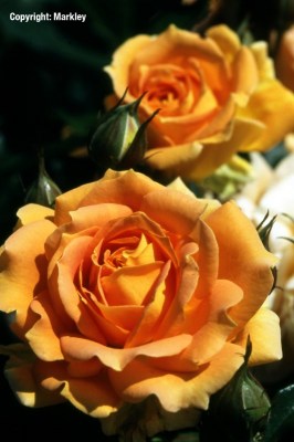 Rosa 'Goldelse' -R-