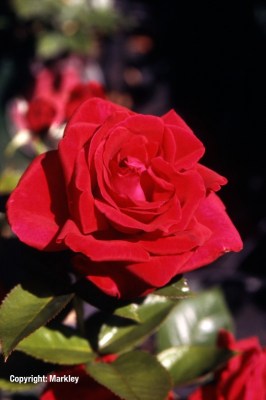 Rosa 'Grand Classe' -R-