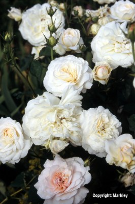 Rosa 'Gruß an Aachen'