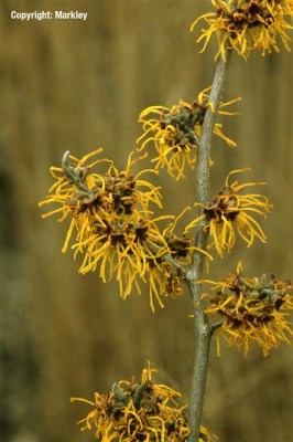 Hamamelis intermedia 'Barmstedt's Gold'