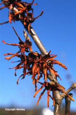 Hamamelis intermedia 'Diane'
