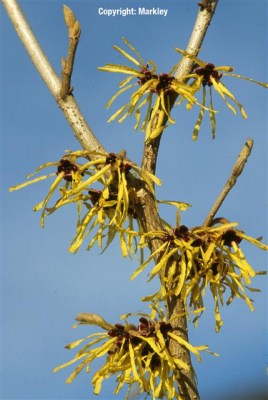Hamamelis intermedia 'Pallida'