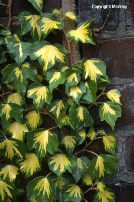Hedera helix 'Goldheart'