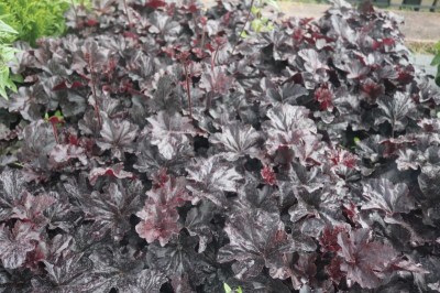heuchera_obsidian