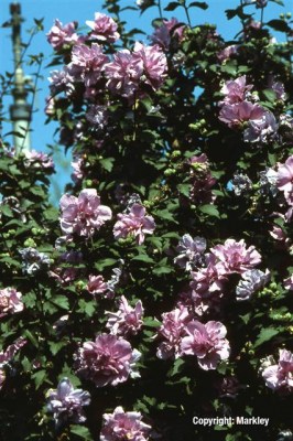 Hibiscus syriacus 'Ardens'