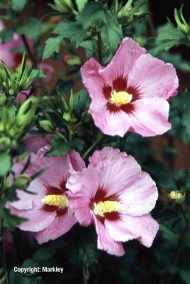Hibiscus syriacus 'Woodbridge'