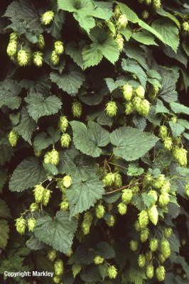 Humulus lupulus