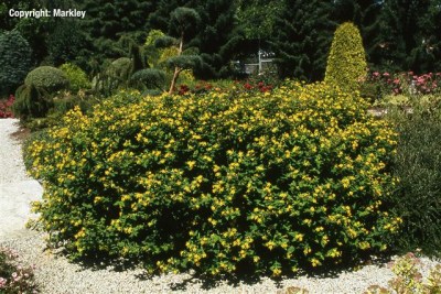 Hypericum androsaemum