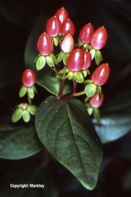Hypericum inodorum 'Excellent Flair'