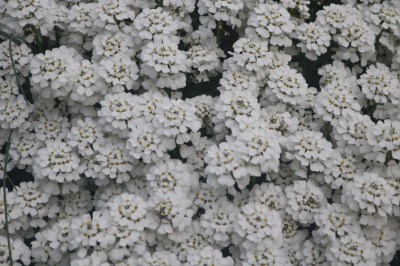 Keine Abbildung zugeordnet 