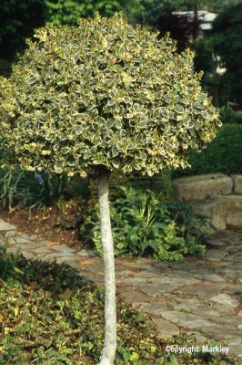 Ilex aquifolium 'Silver Queen'