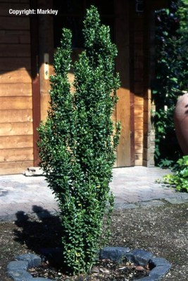 Ilex crenata 'Fastigiata'