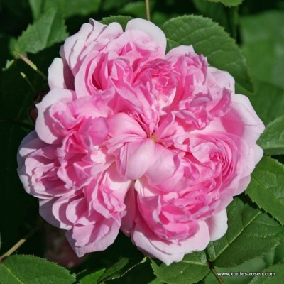 Rosa damascena 'Jacques Cartier'