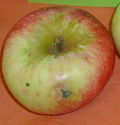 Malus 'Jakob Fischer '