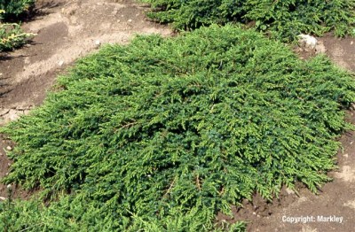 Juniperus communis 'Green Carpet'