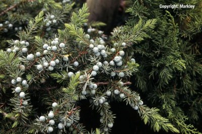 Juniperus conferta 'Slager'