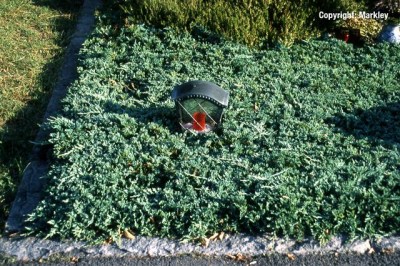 Juniperus horizontalis 'Glauca'