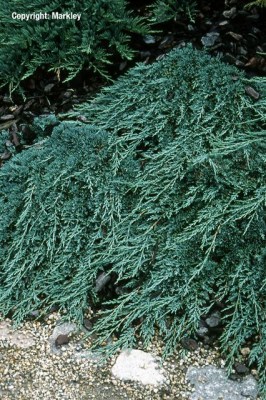 Juniperus horizontalis 'Icee Blue'