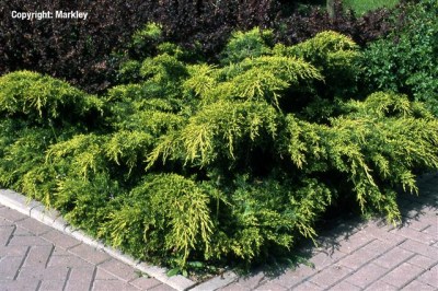 Juniperus media 'Old Gold'