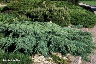 Juniperus squamata 'Blue Carpet'