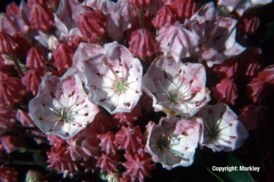 Kalmia latifolia 'Ostbo Red'