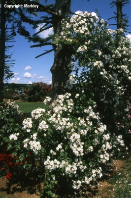 Rosa 'Kiftsgate'