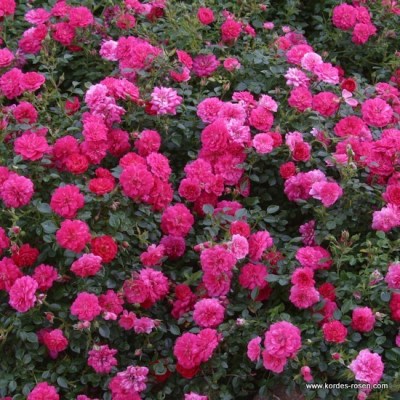 Rosa 'Knirps'  - R -