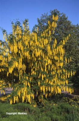 Laburnum watereri 'Vossii'