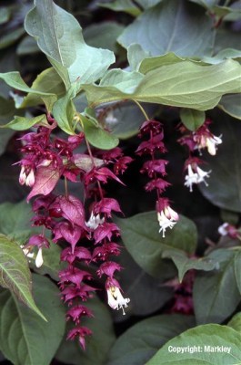 Leycesteria formosa