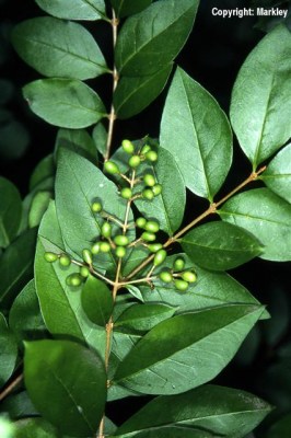 Ligustrum ovalifolium