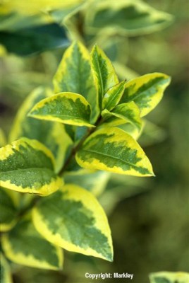 Ligustrum ovalifolium 'Aureum'