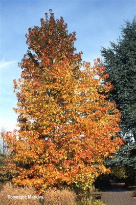 Liquidambar styraciflua