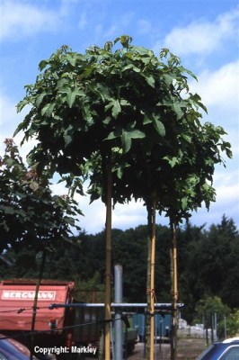 Liquidambar styraciflua 'Gumball'