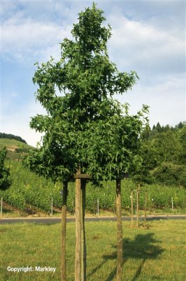 Liquidambar styraciflua 'Worplesdon'