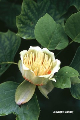 Liriodendron tulipifera