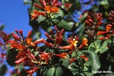 Lonicera brownii 'Dropmore Scarlet'