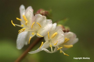 Lonicera purpusii