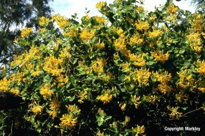 Lonicera tellmanniana