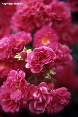 Rosa 'Lovely Fairy'  - R -