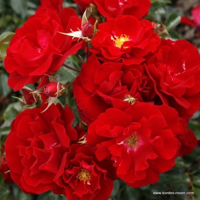 Rosa 'Mainaufeuer'  - R -