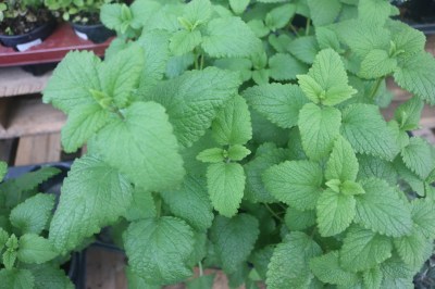 Keine Abbildung zugeordnet 