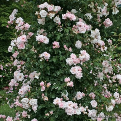 Rosa 'New Dawn'  - R -